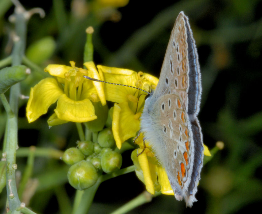 Farfalle, farfalle, anche in approccio amoroso!